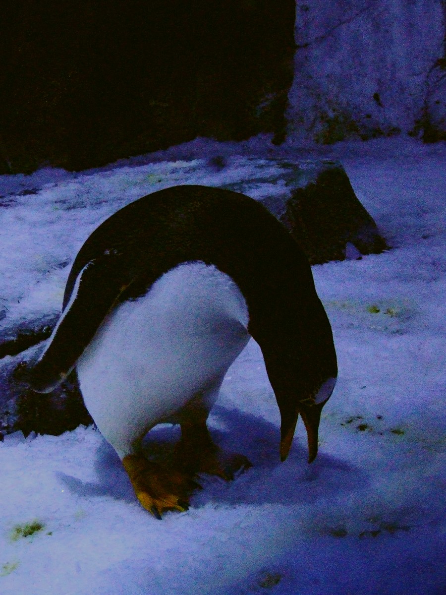 dscf7254.jpg