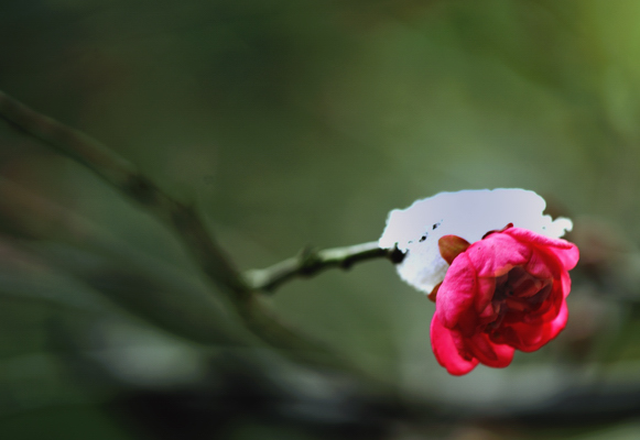 _dsc9889.jpg