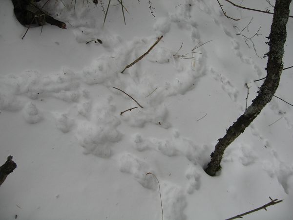 img_5189a.jpg