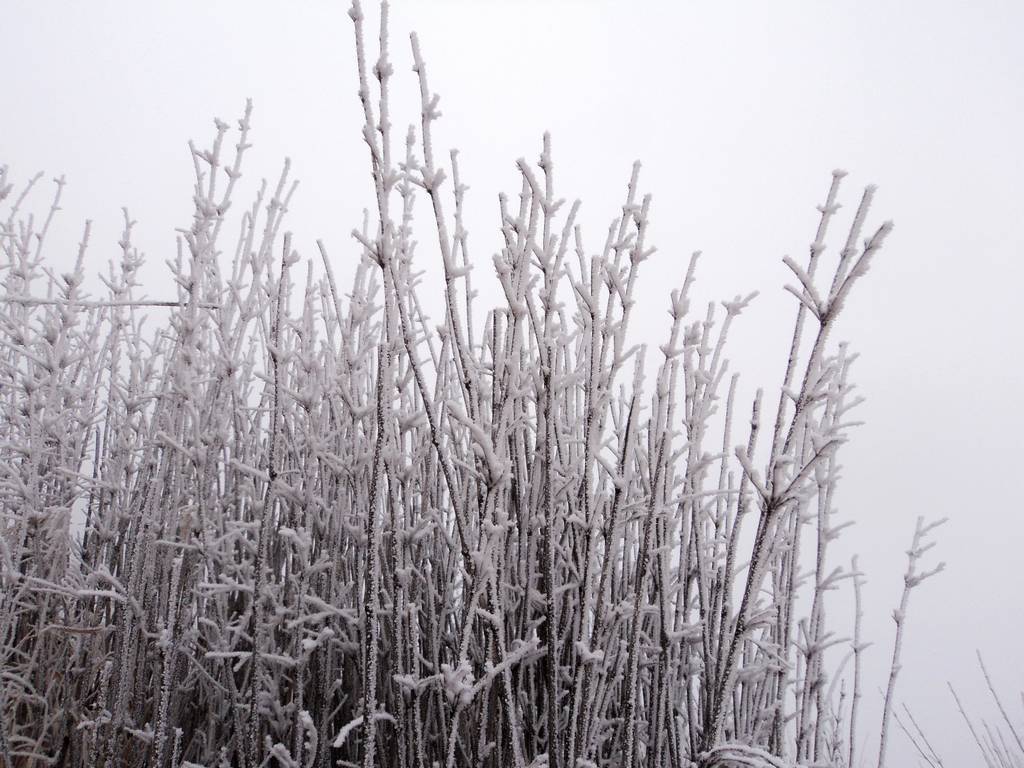 dsc04376.jpg