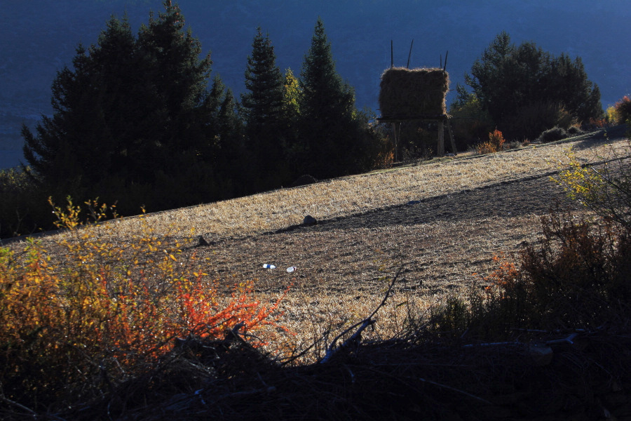 dpp_6256.jpg