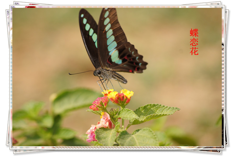 dsc07183_.jpg