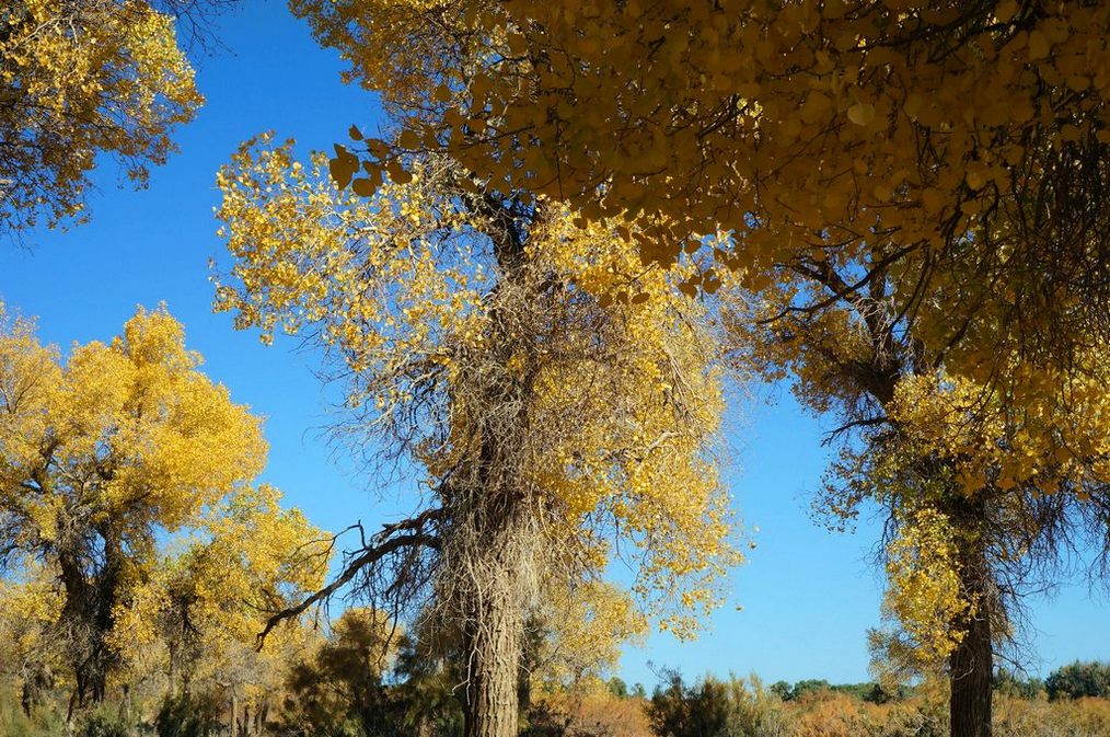 dsc05501.jpg