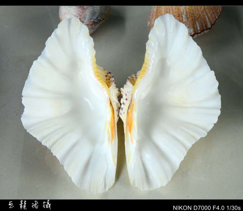 dsc_4755_conew1.jpg