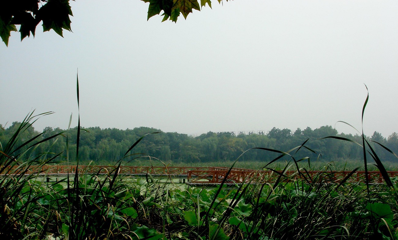 dsc08554.jpg