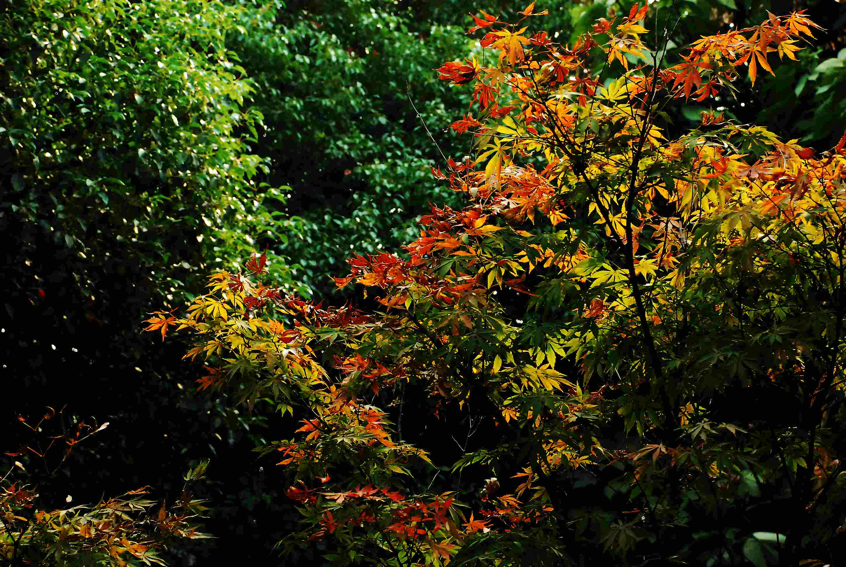 dsc_1475.jpg