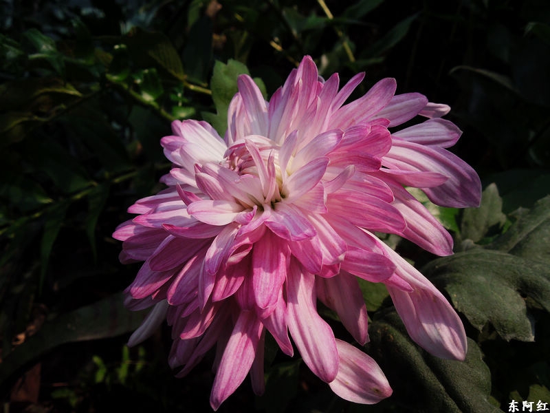 dscn3496.jpg