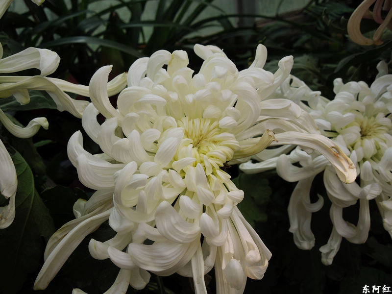 dscn3500.jpg