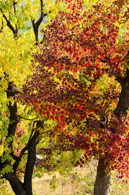 dsc_4809.jpg