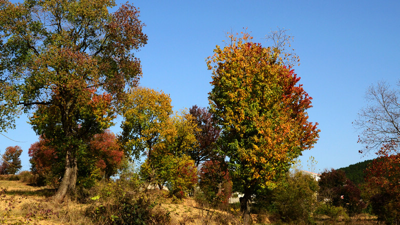 dsc_5020.jpg