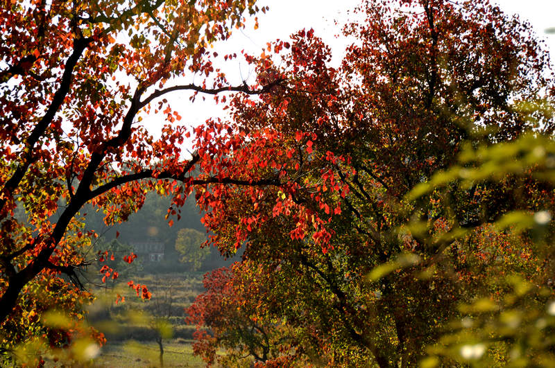 dsc_5976.jpg