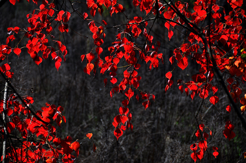 dsc_6698.jpg