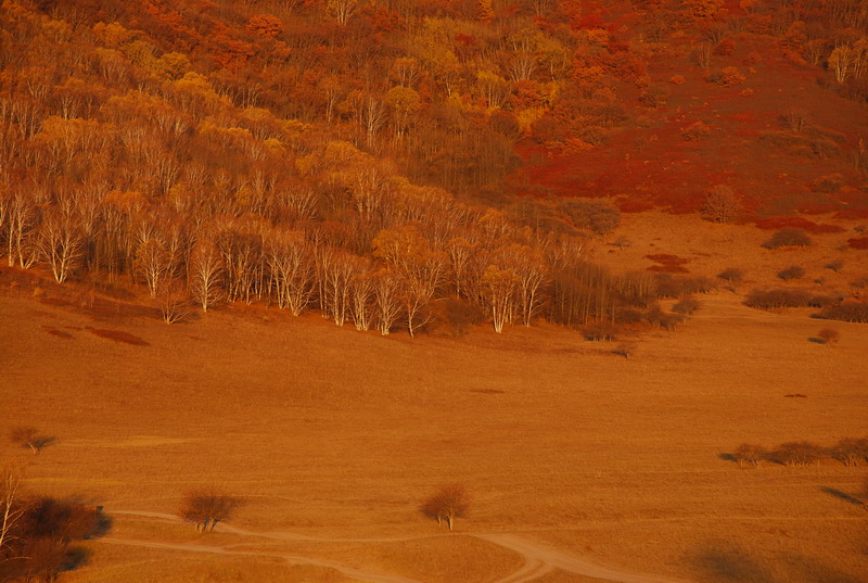 dsc_0445.jpg