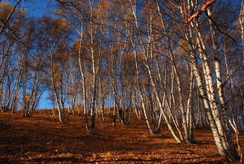 dsc_0533.jpg