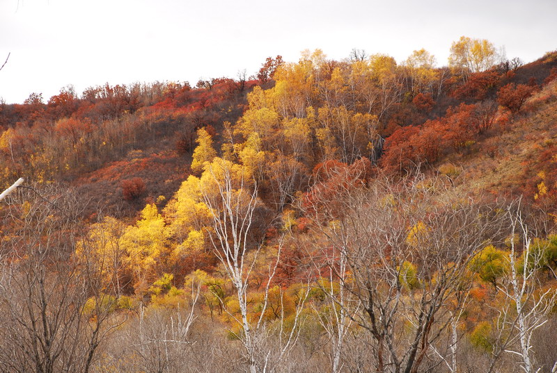 dsc_0676.jpg