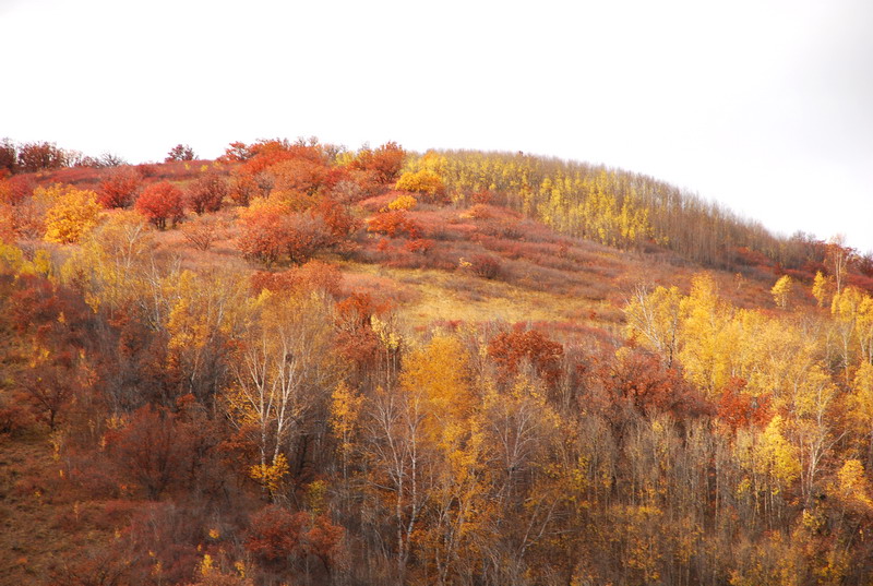 dsc_0705.jpg