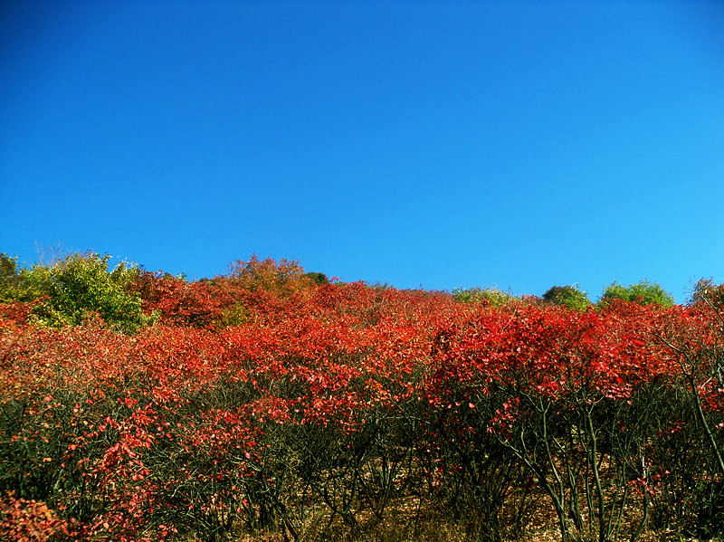 100_1107_.jpg