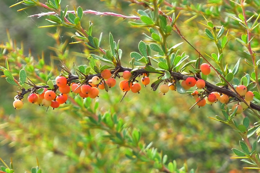 p1020326_副本.jpg