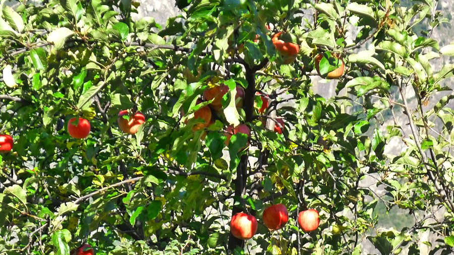 p1020447_副本.jpg