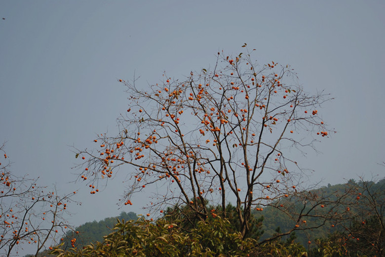 dsc_0016__.jpg