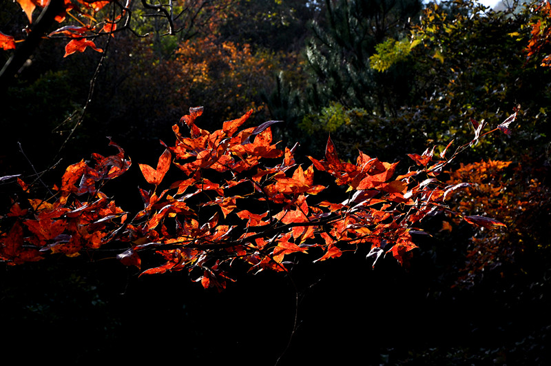 dsc_0188__.jpg