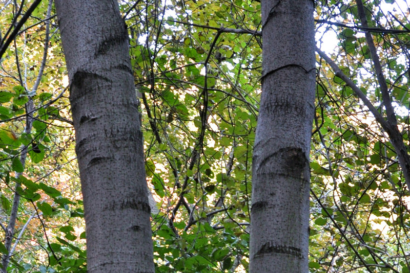 dsc_0199__.jpg
