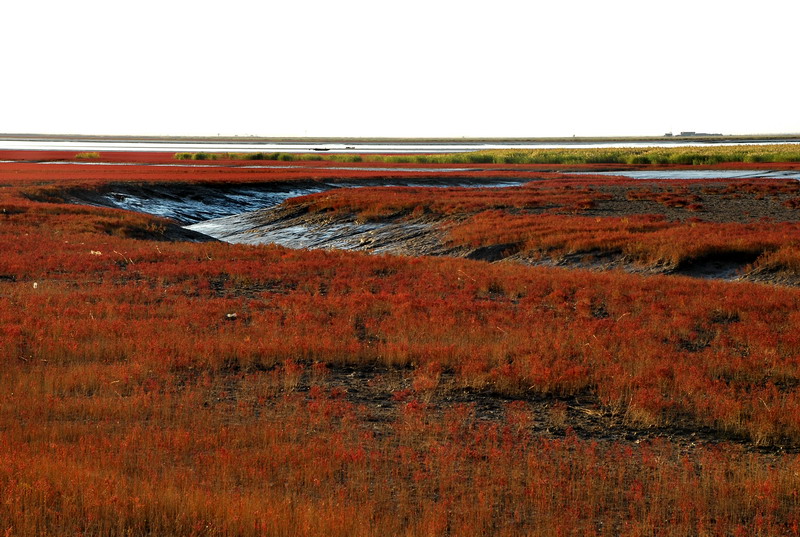 dsc_1665.jpg