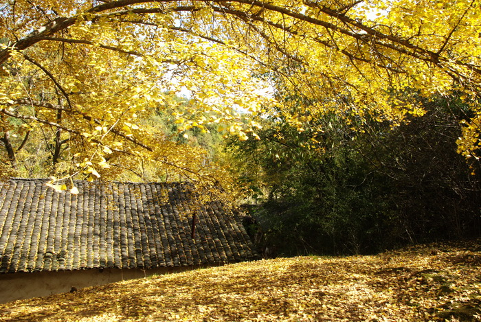 dsc_0233.jpg