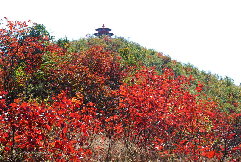 dsc_2454.jpg