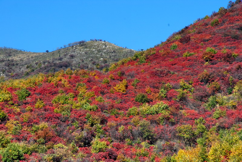dsc_2487.jpg