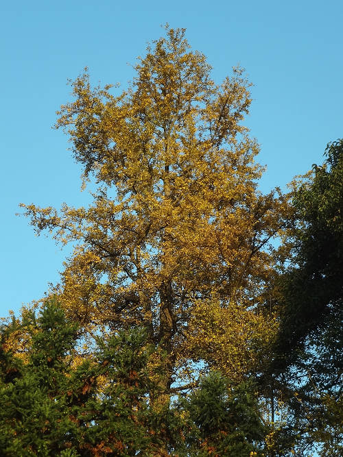 dsc01581.jpg