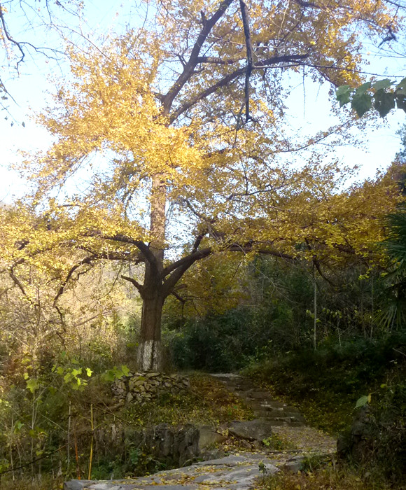 p1130238_.jpg