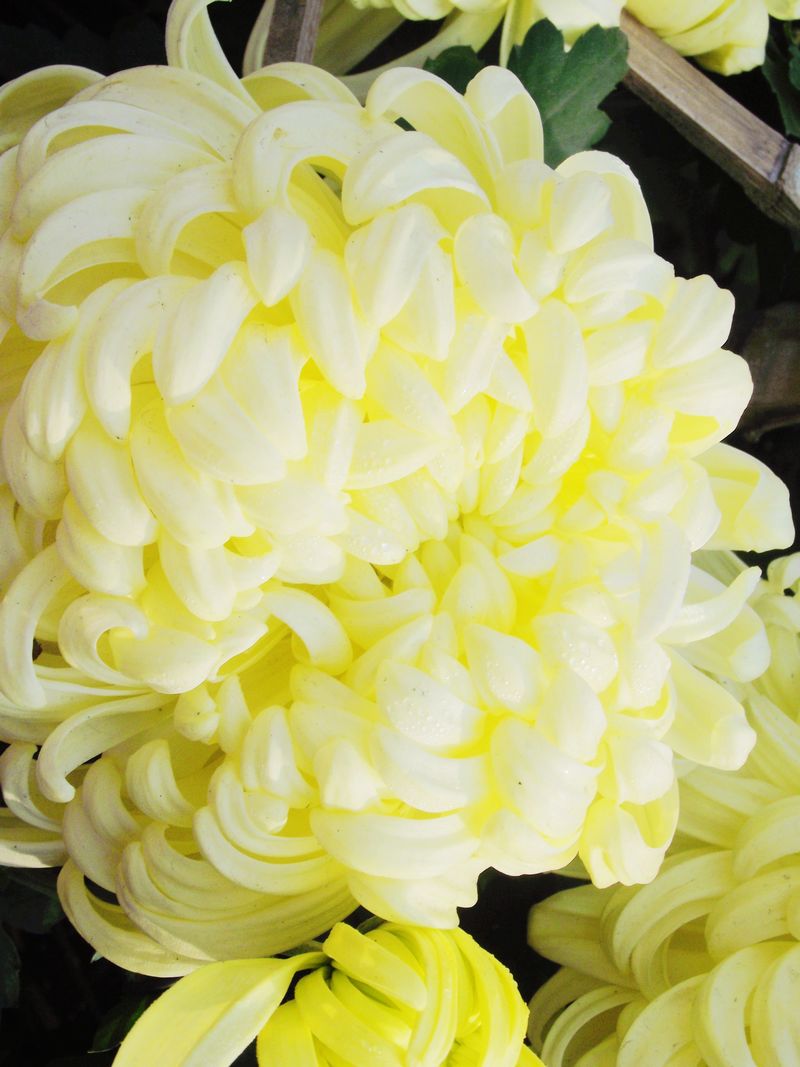 dscf5180kk.jpg