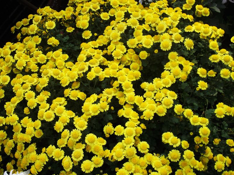 dscf5187kk.jpg