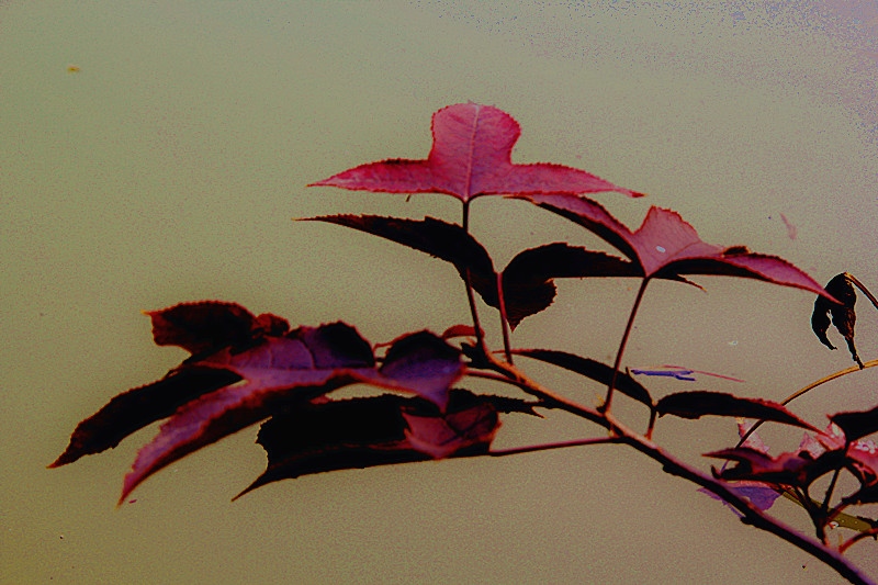 img_9882_.jpg