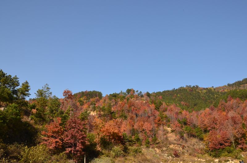 dsc_0489a.jpg