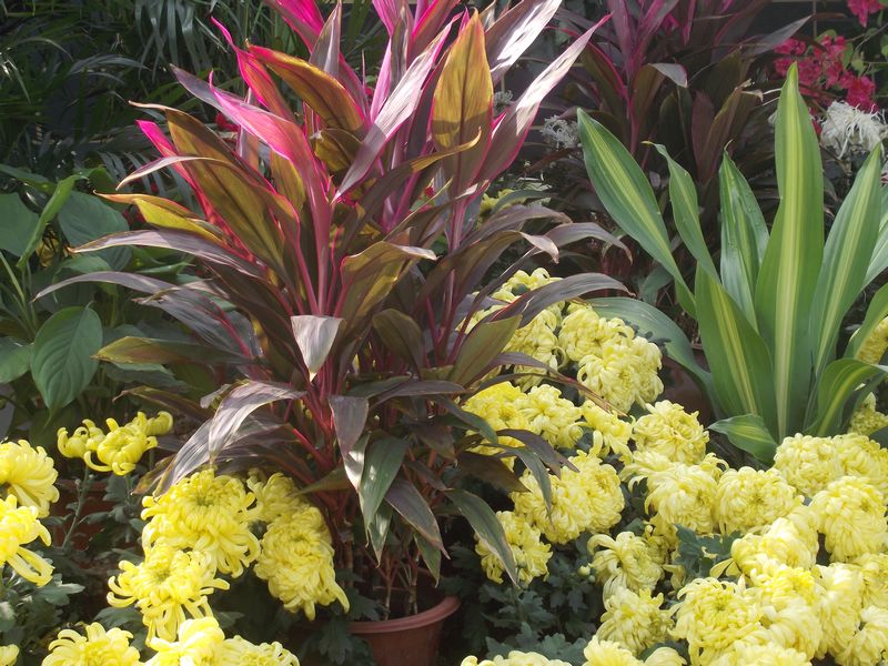 dscf5208.jpg