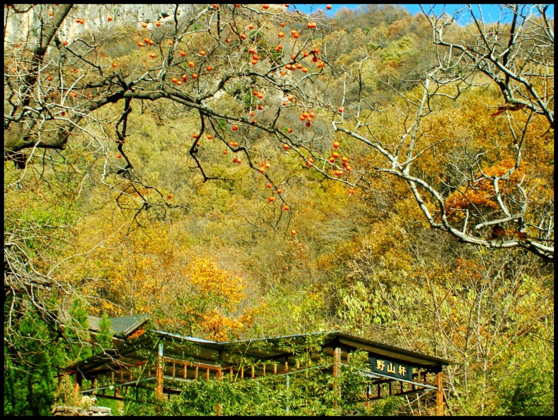 conew_dsc06391_conew1.jpg