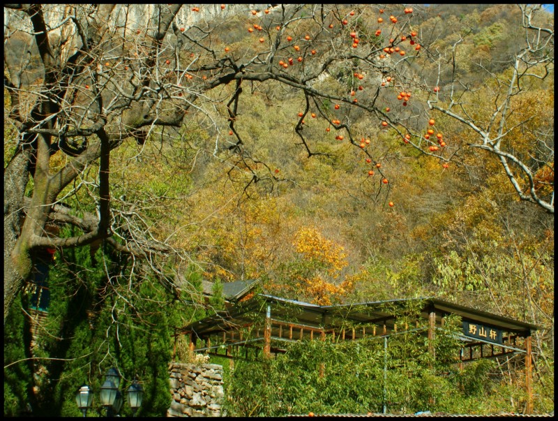 conew_dsc06392_conew1.jpg