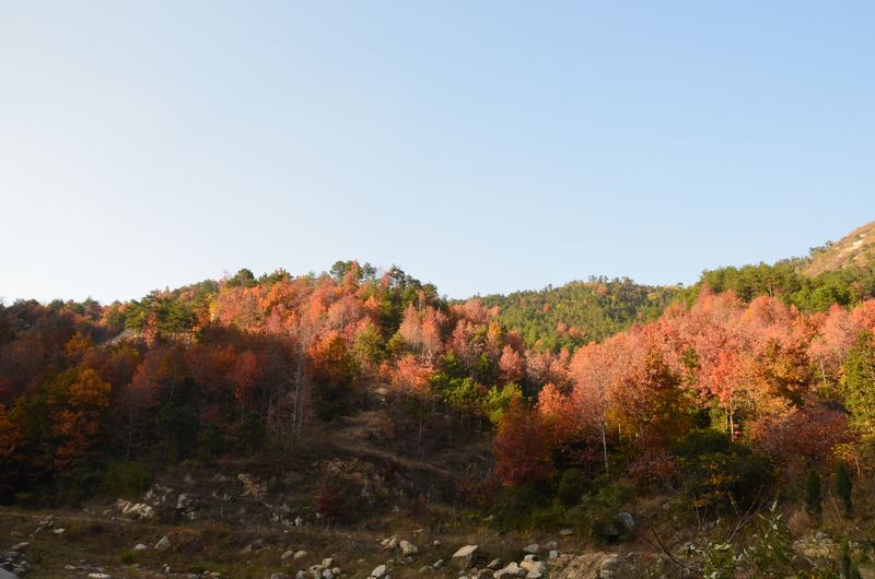 dsc_0557a.jpg