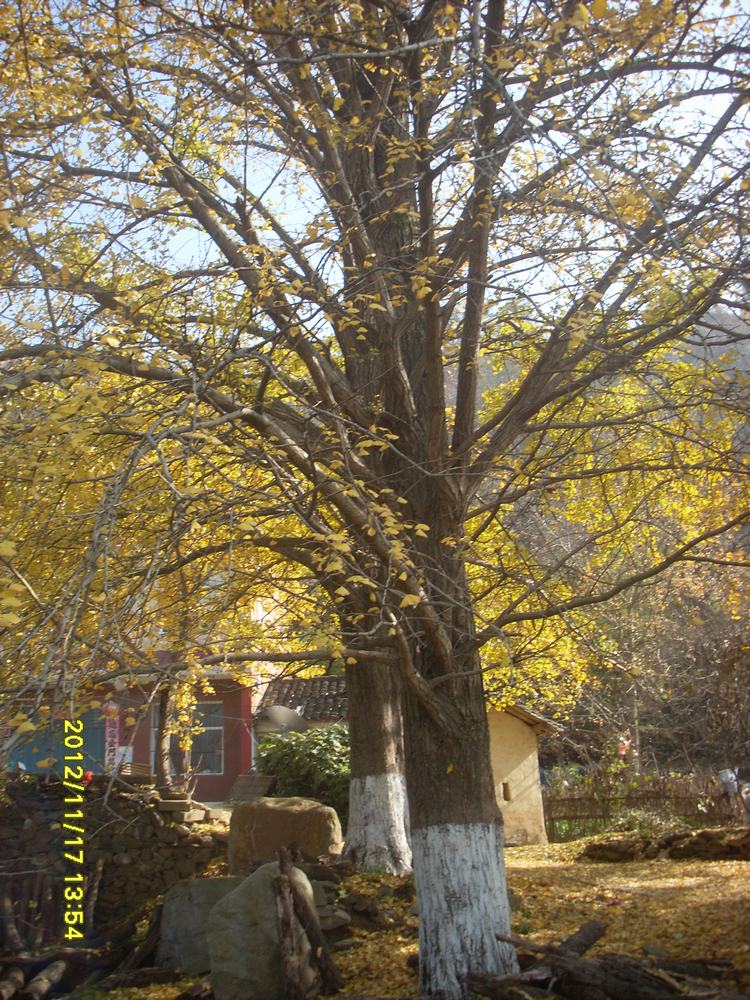 sl381631.jpg