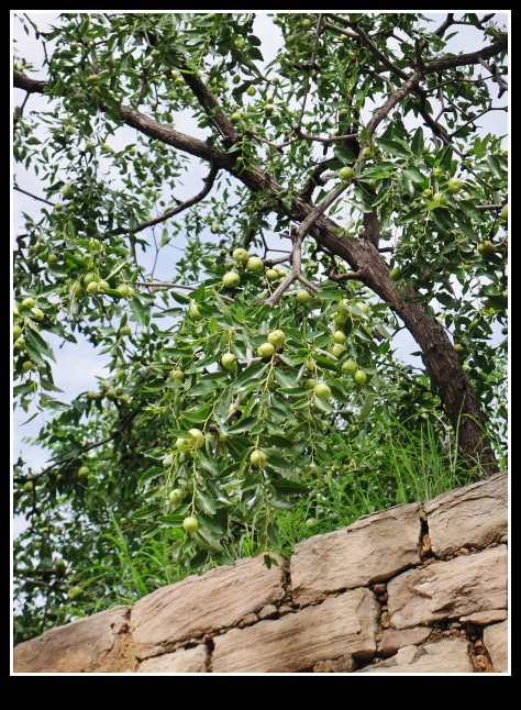 dsc07725_conew1.jpg