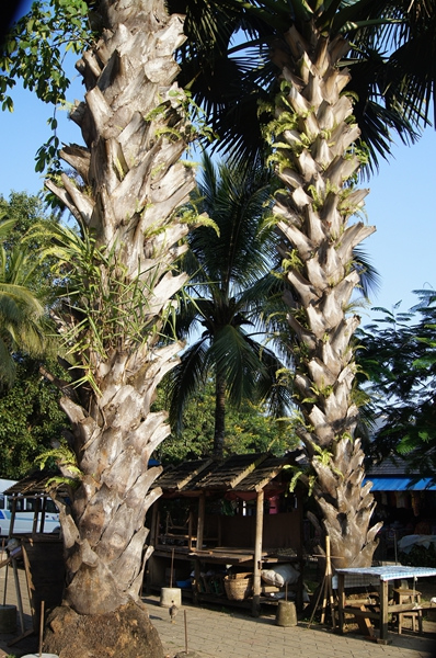 dsc01445.jpg