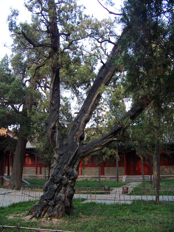 100_9976-1.jpg