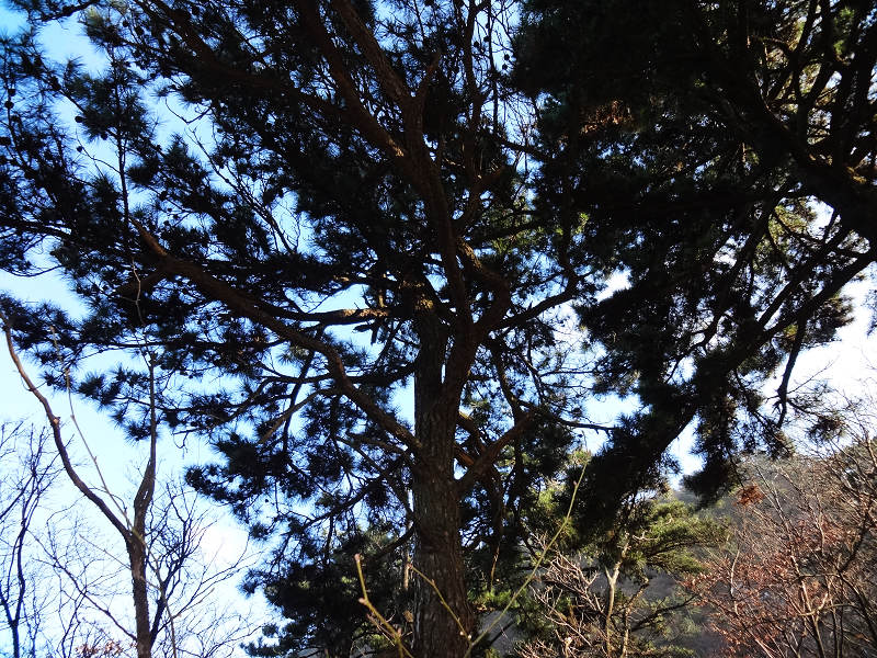 dsc02275.jpg