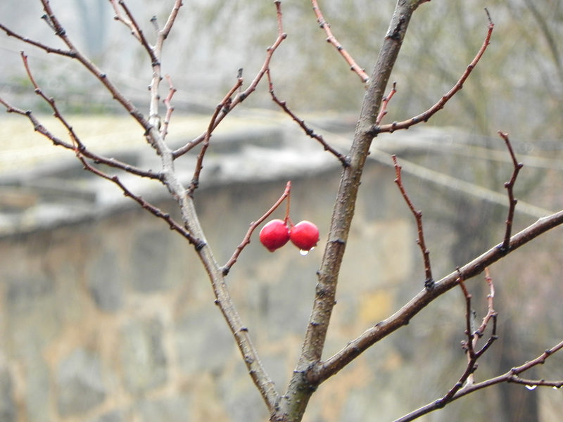 dscn2468_.jpg