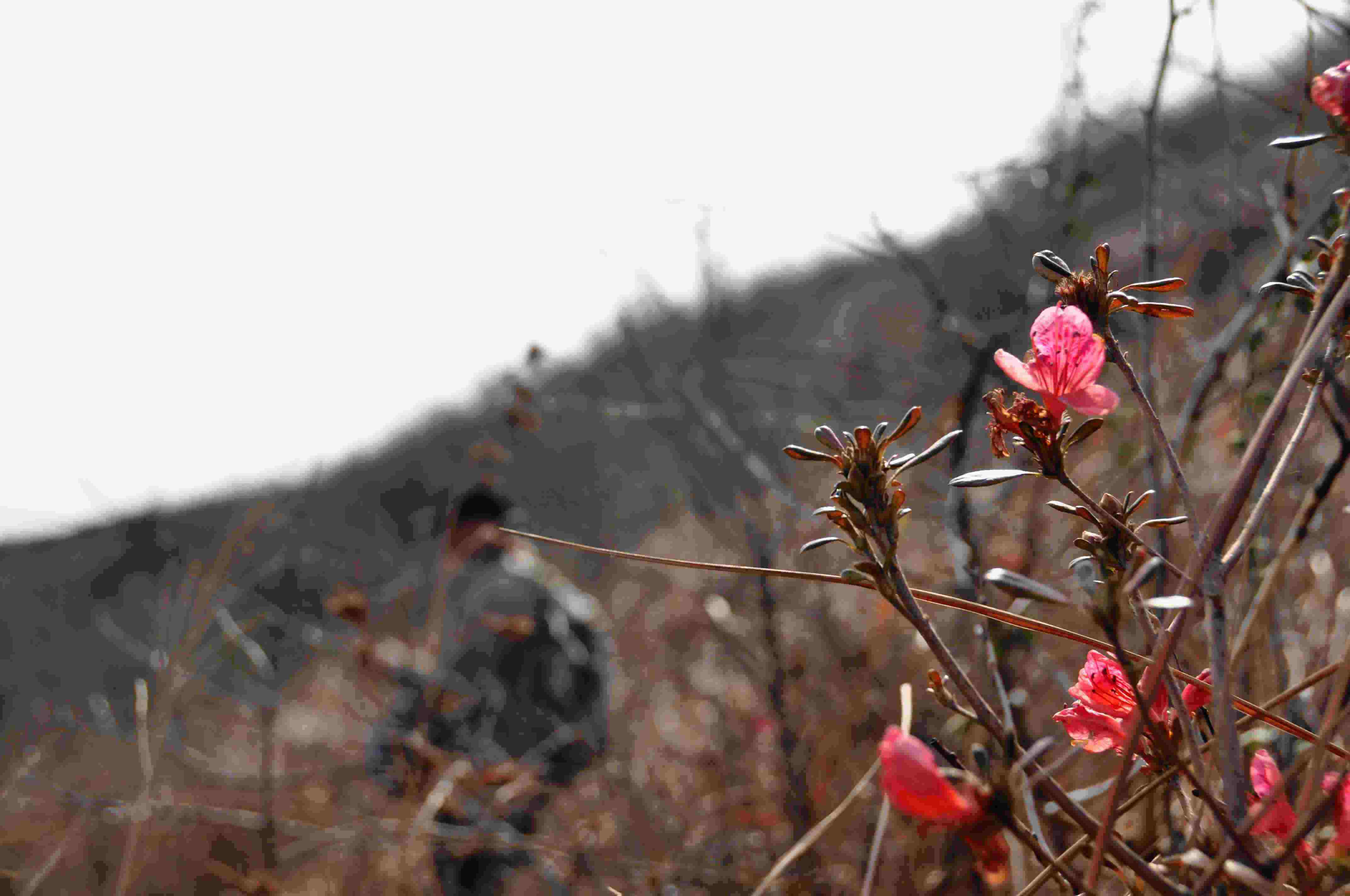 dsc_0085.jpg