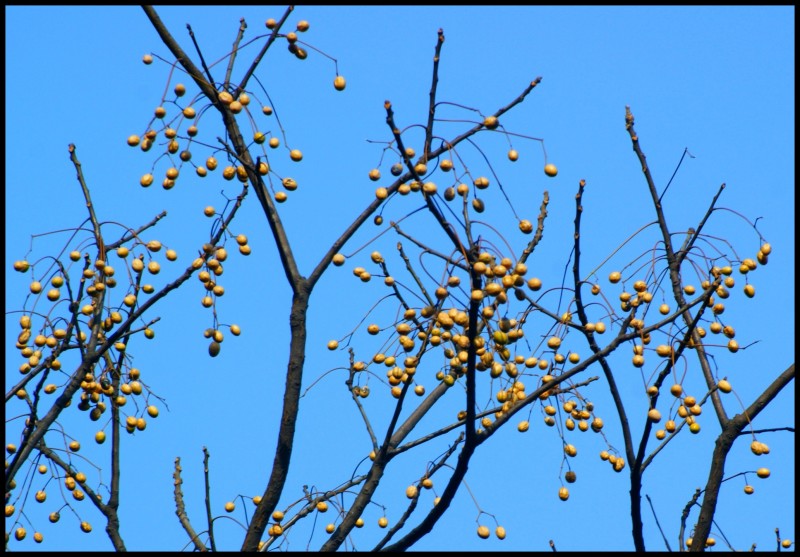 conew_dsc07513_conew1.jpg