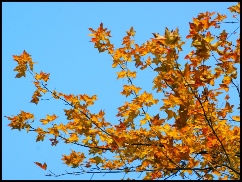 conew_dsc07514_conew1.jpg