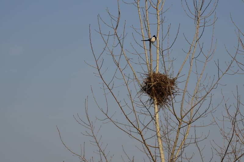 dsc_0840b.jpg